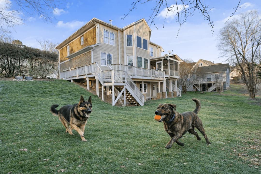Two dogs playing in the fenced back yard of a CFR rental home